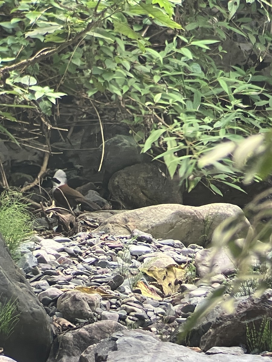 White-crested Laughingthrush - ML643482262