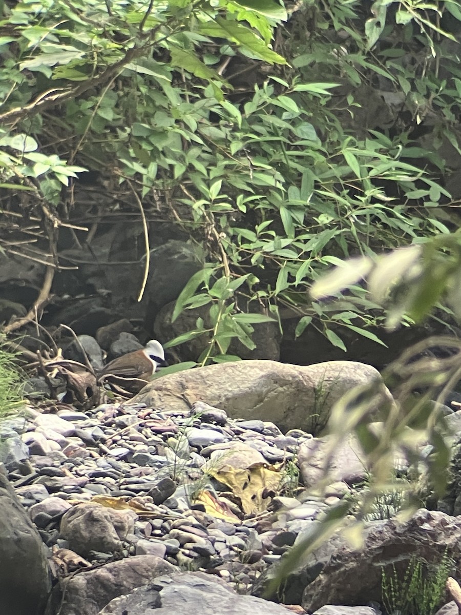 White-crested Laughingthrush - ML643482263