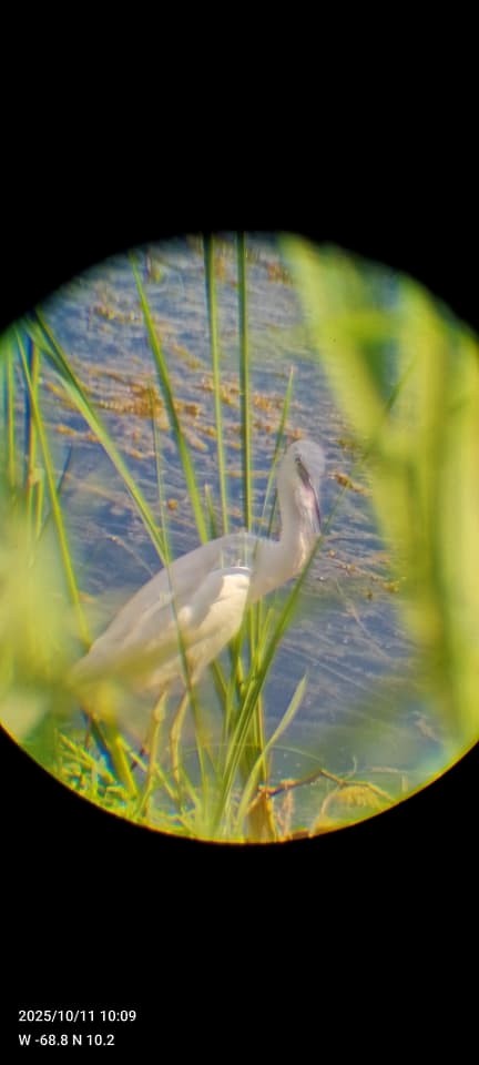 Tricolored Heron - ML643482271
