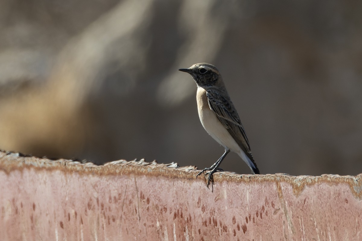 Eastern Black-eared Wheatear - ML643482277