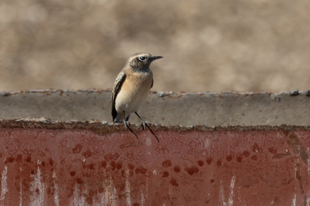 Eastern Black-eared Wheatear - ML643482278
