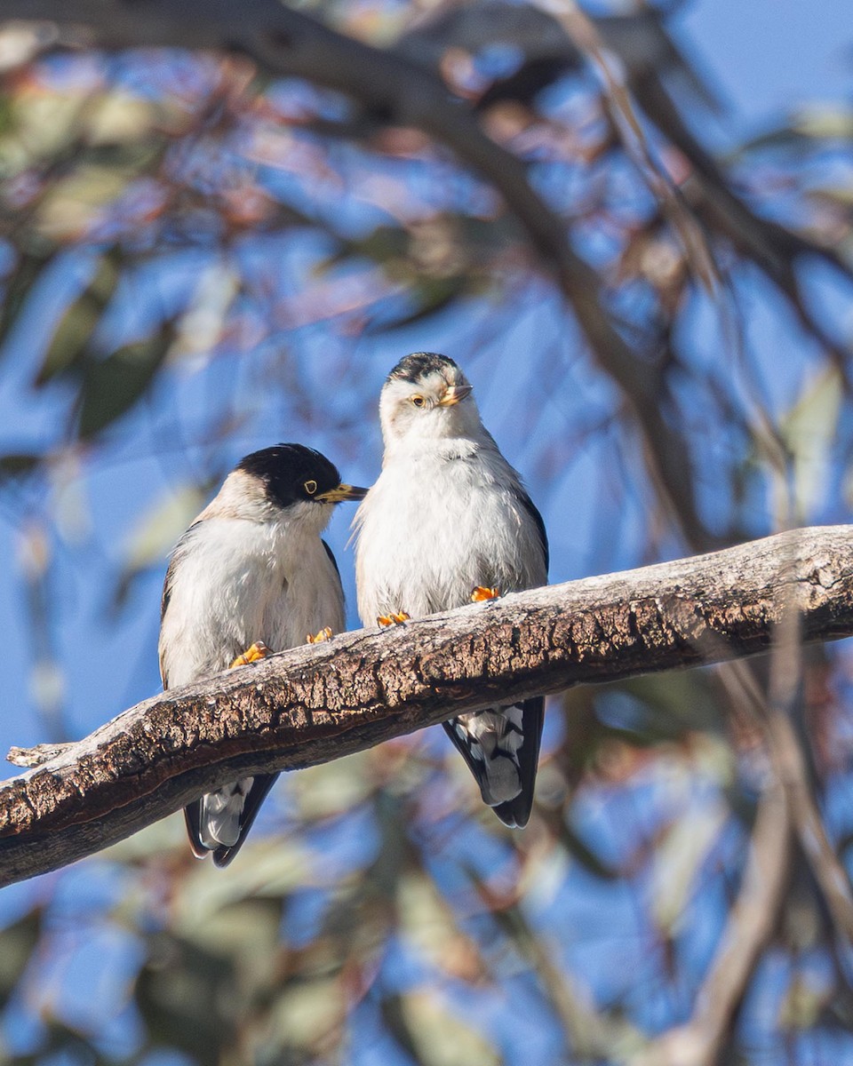 Varied Sittella - ML643482301