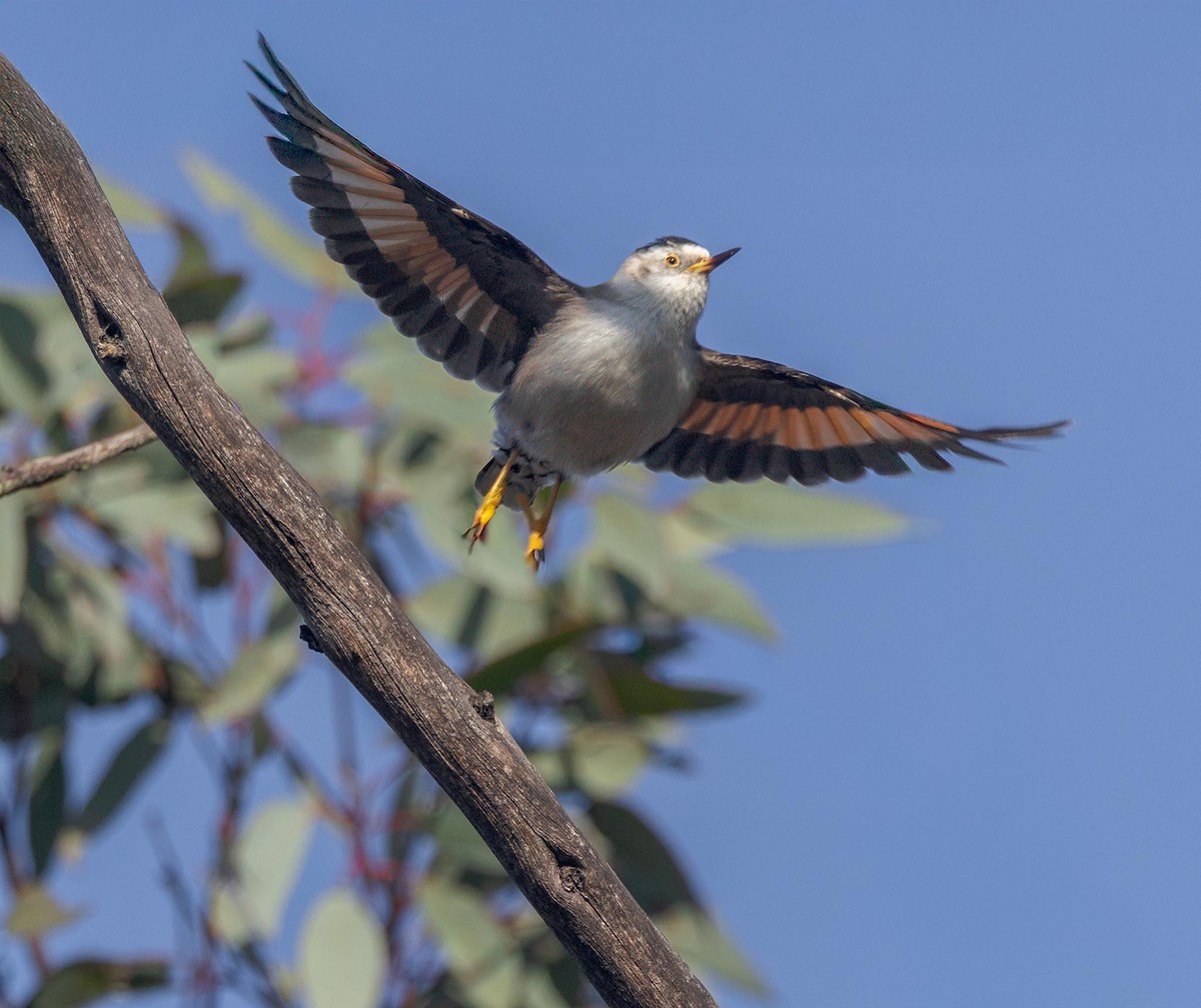 Varied Sittella - ML643482314