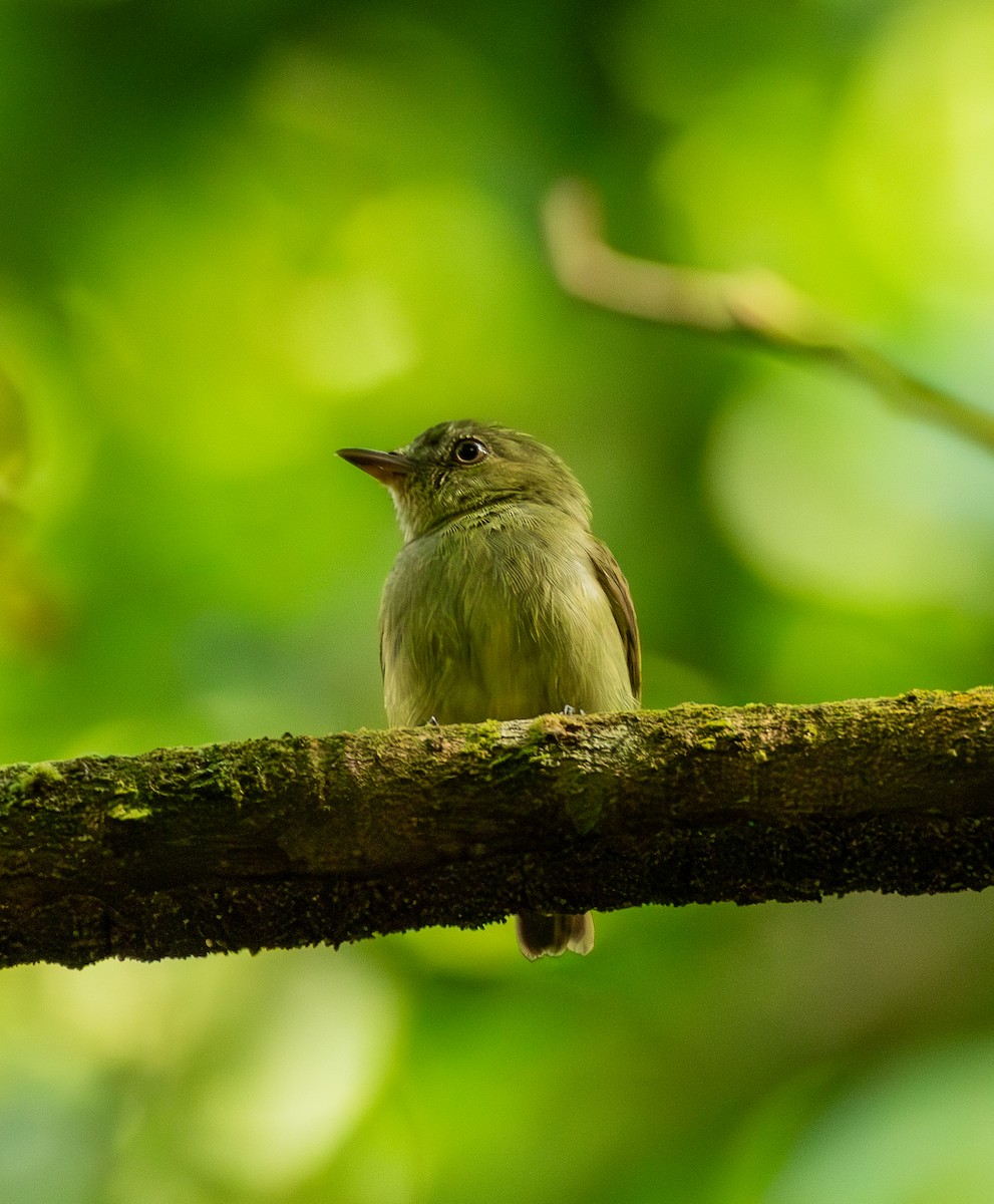 Dwarf Tyrant-Manakin - ML643482316