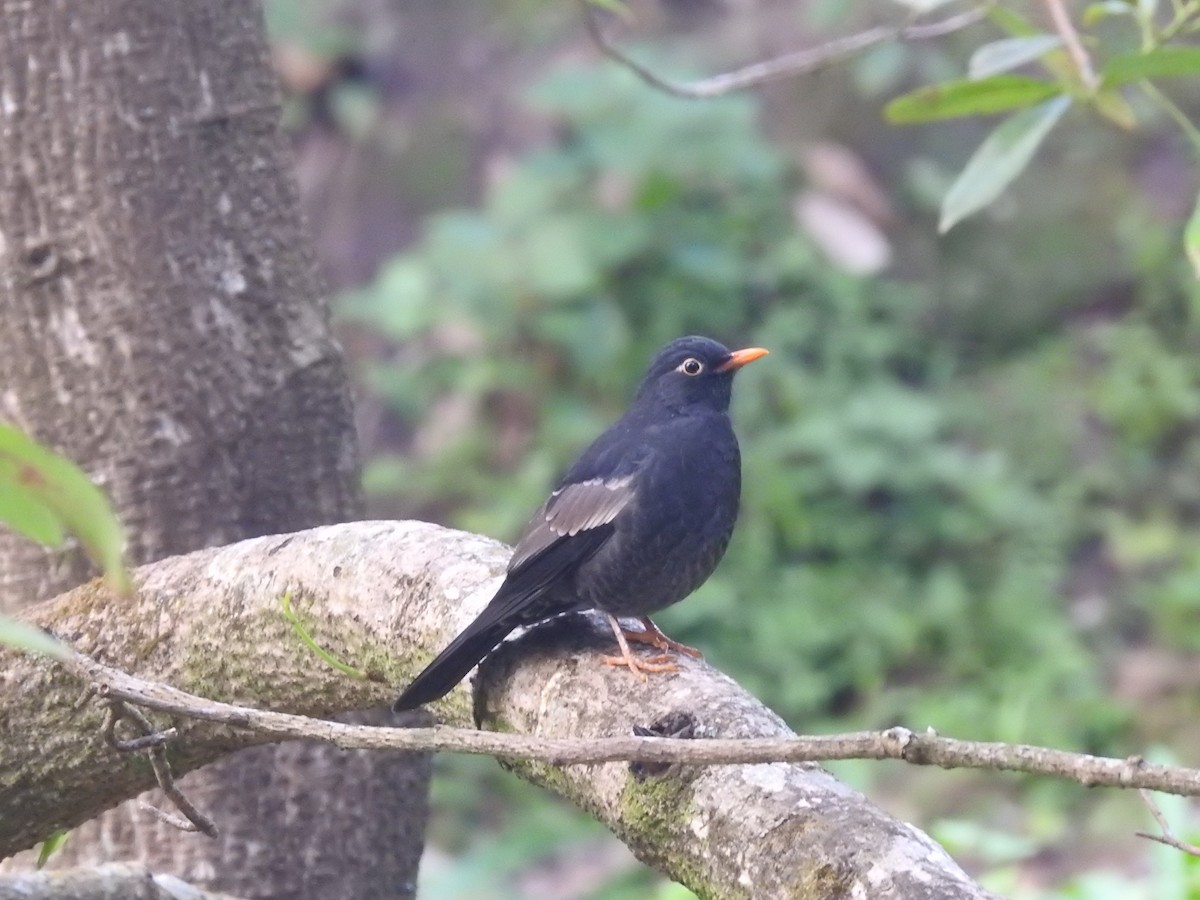 Gray-winged Blackbird - ML643482324