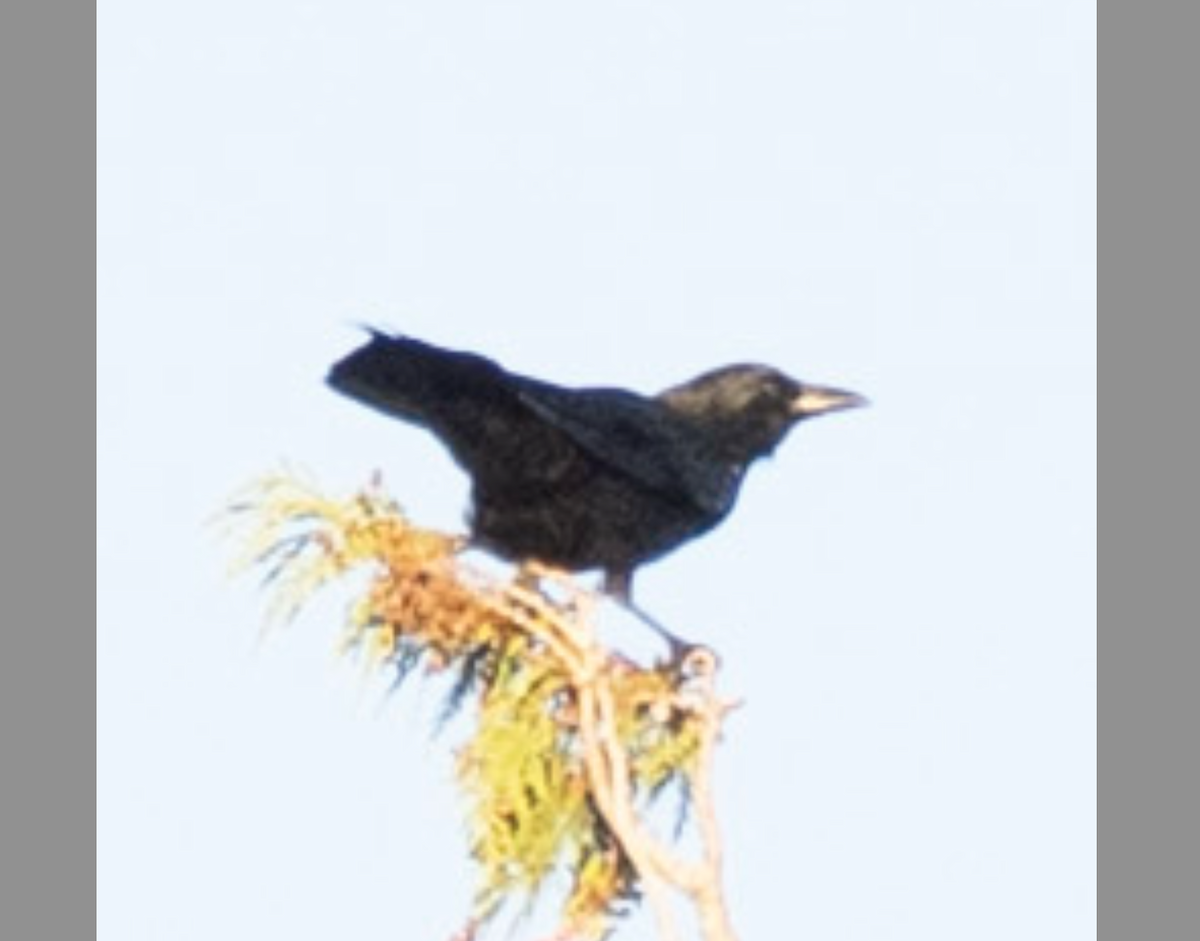 American Crow - ML643482344