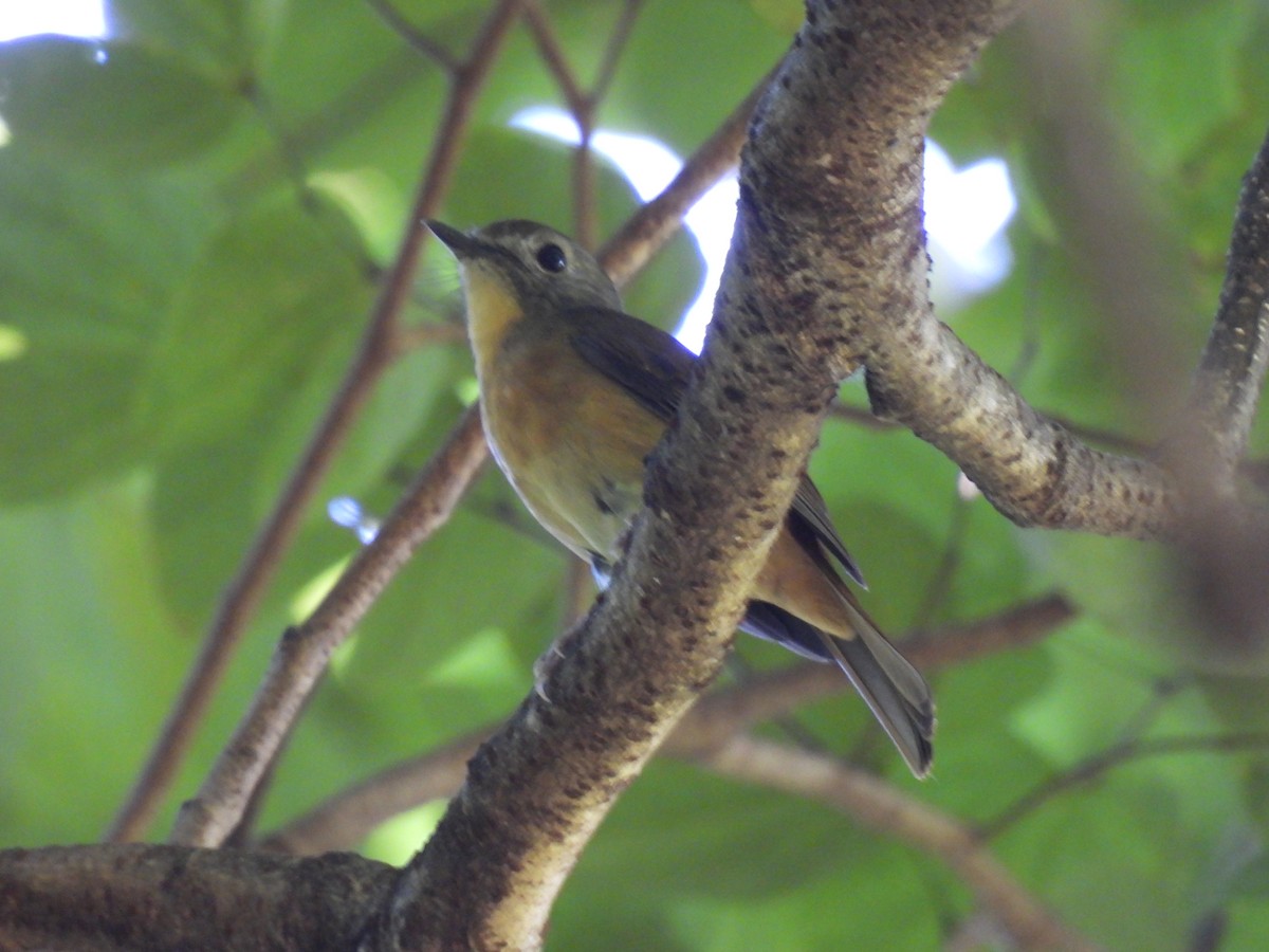 Pale-chinned Flycatcher - ML643482347