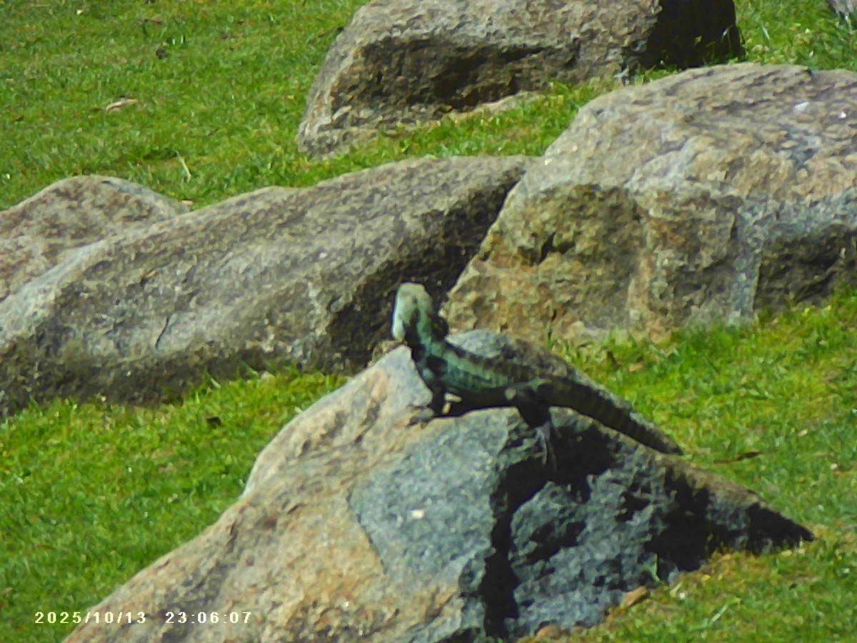 Gippsland Water Dragon - ML643482359