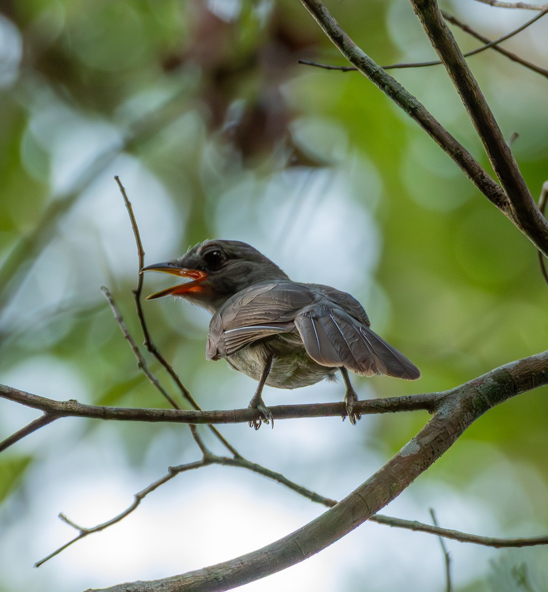 Screaming Piha - ML643482399