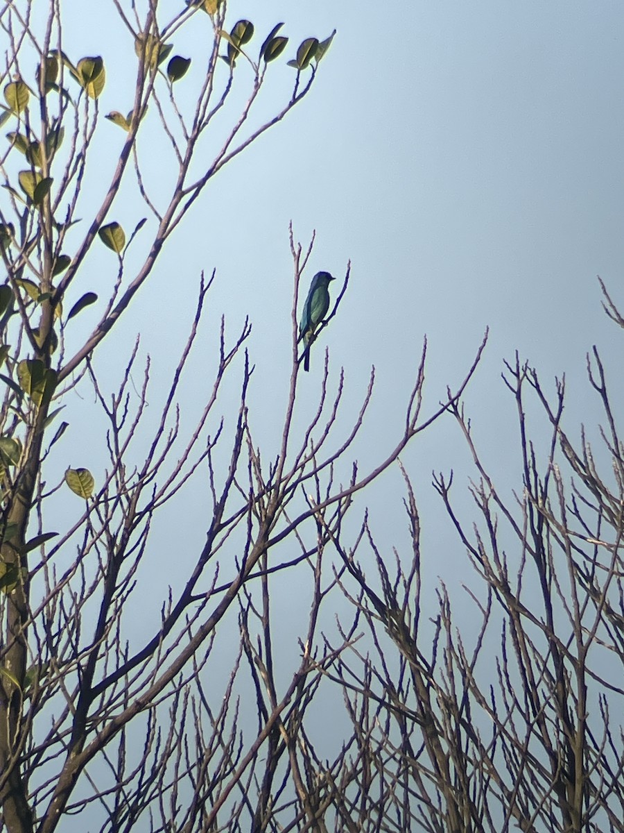 Verditer Flycatcher - ML643482412