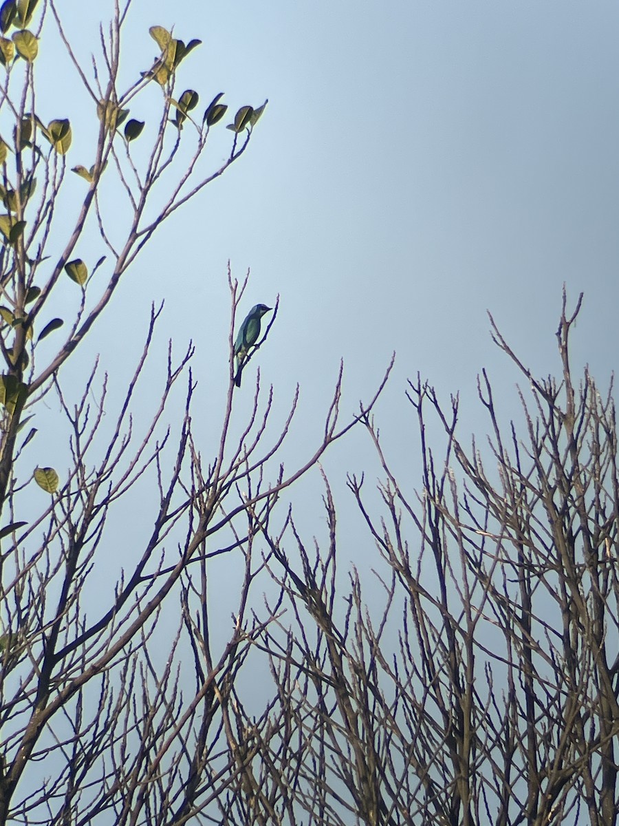 Verditer Flycatcher - ML643482413
