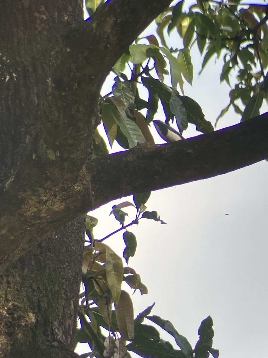 Ultramarine Flycatcher - ML643482420