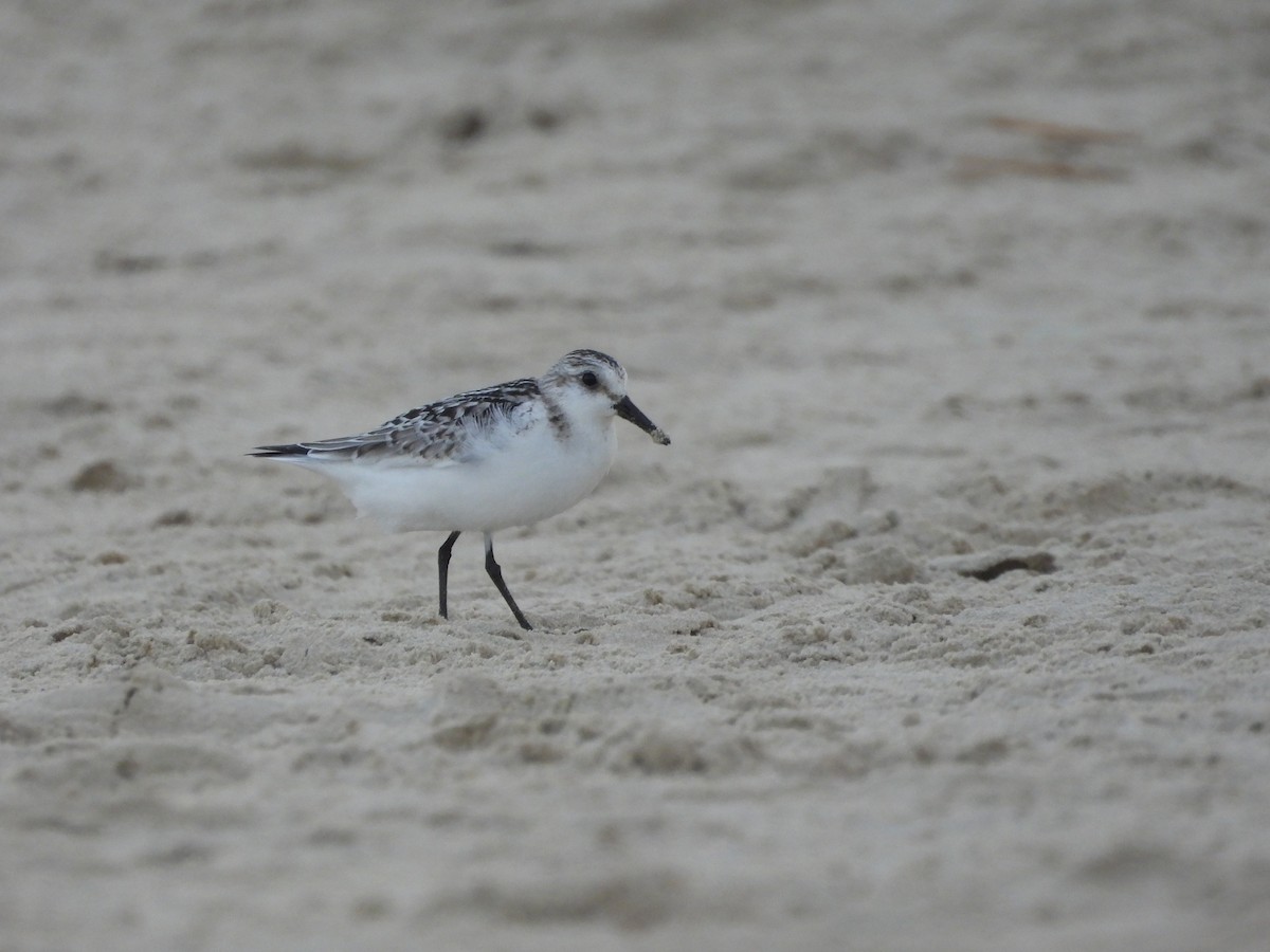 Sanderling - ML643482422