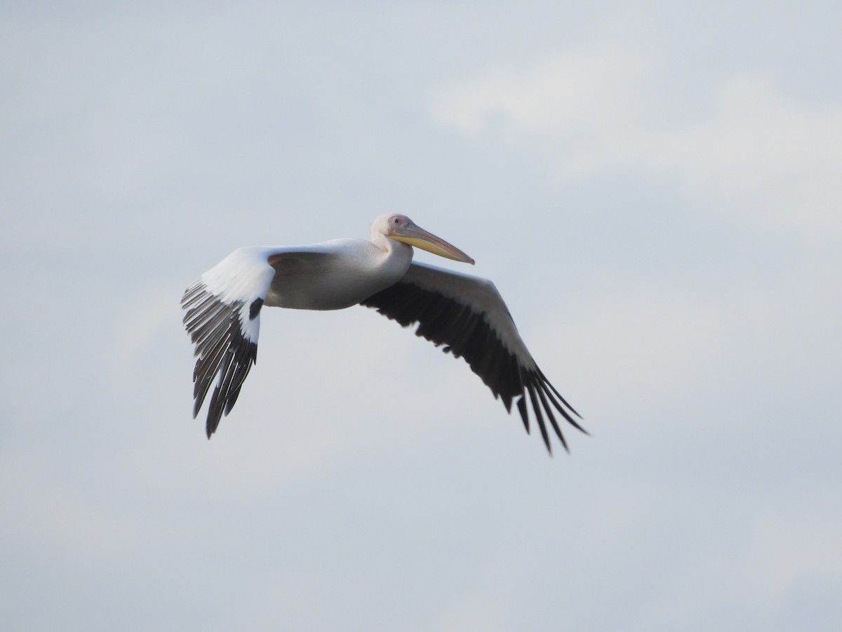 Great White Pelican - ML643482425