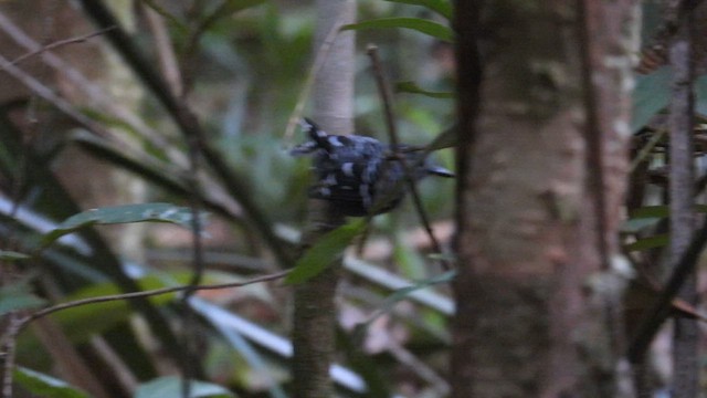 Common Scale-backed Antbird (Common Scale-backed) - ML643482454