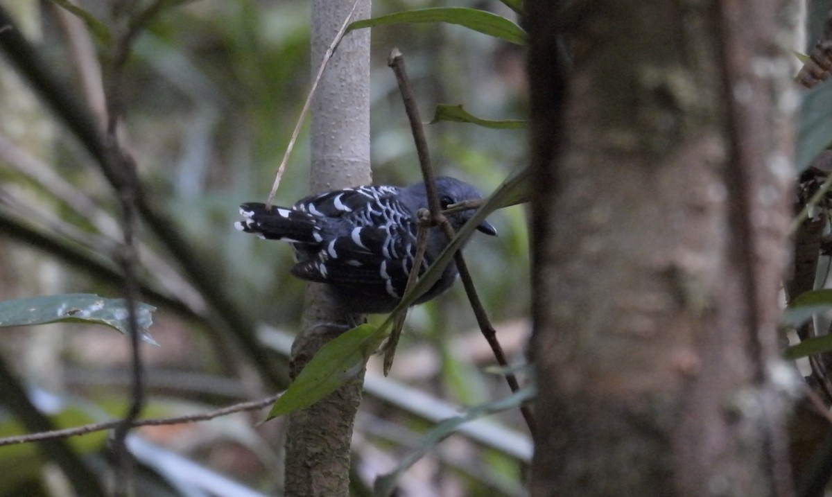 Common Scale-backed Antbird (Common Scale-backed) - ML643482464