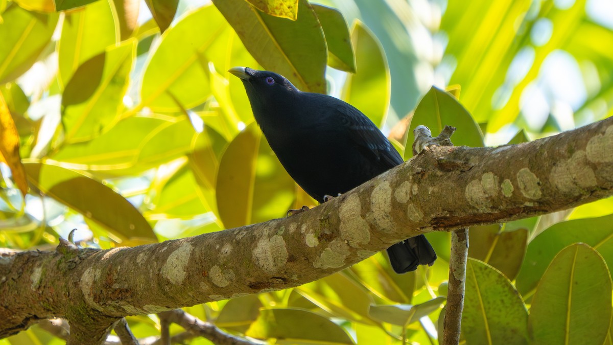 Satin Bowerbird - ML643482466