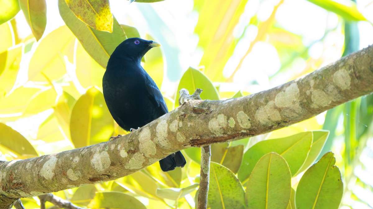 Satin Bowerbird - ML643482467
