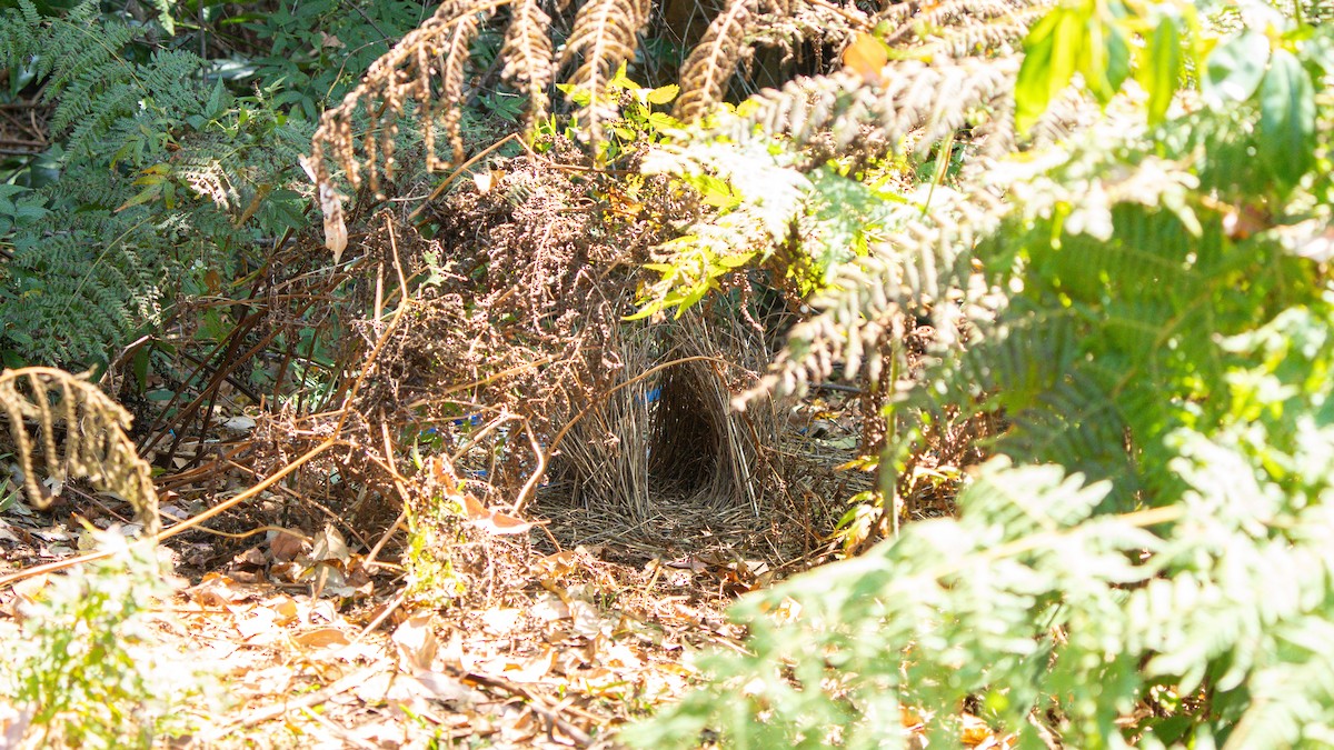 Satin Bowerbird - ML643482468