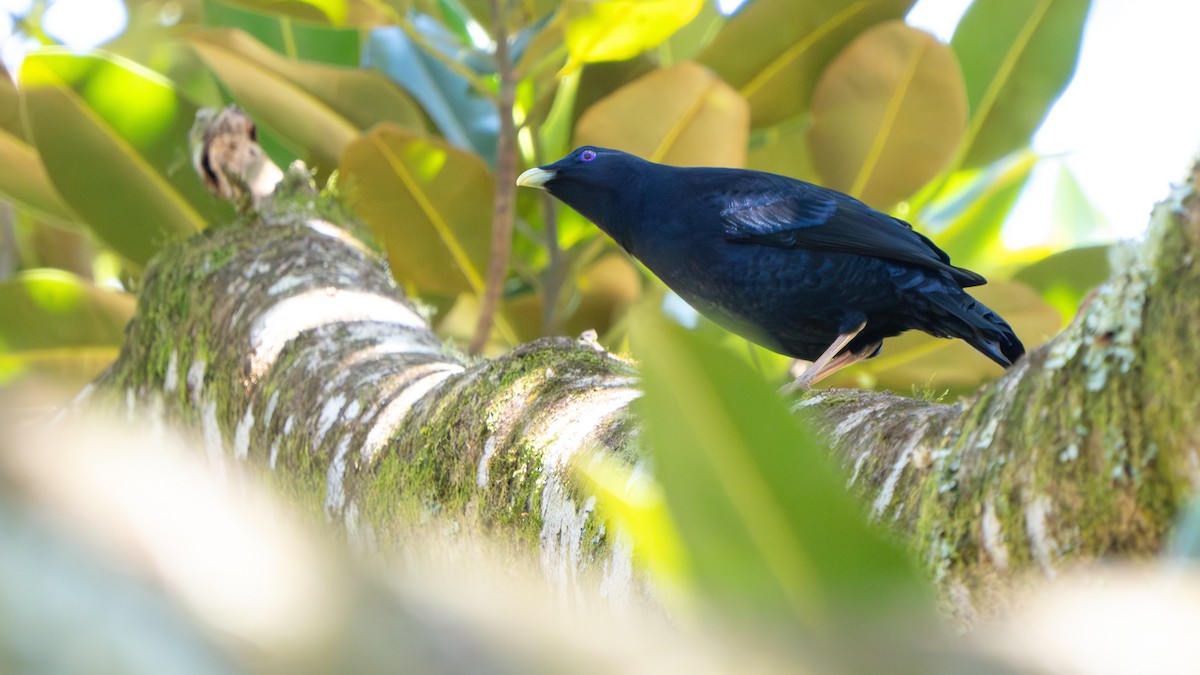 Satin Bowerbird - ML643482469