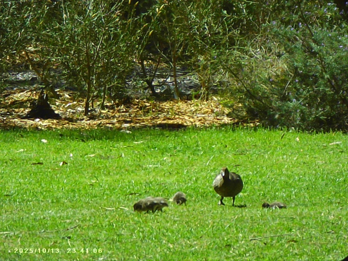 Maned Duck - ML643482471