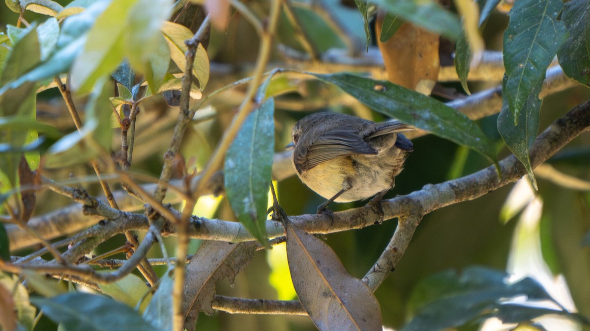 Brown Gerygone - ML643482481