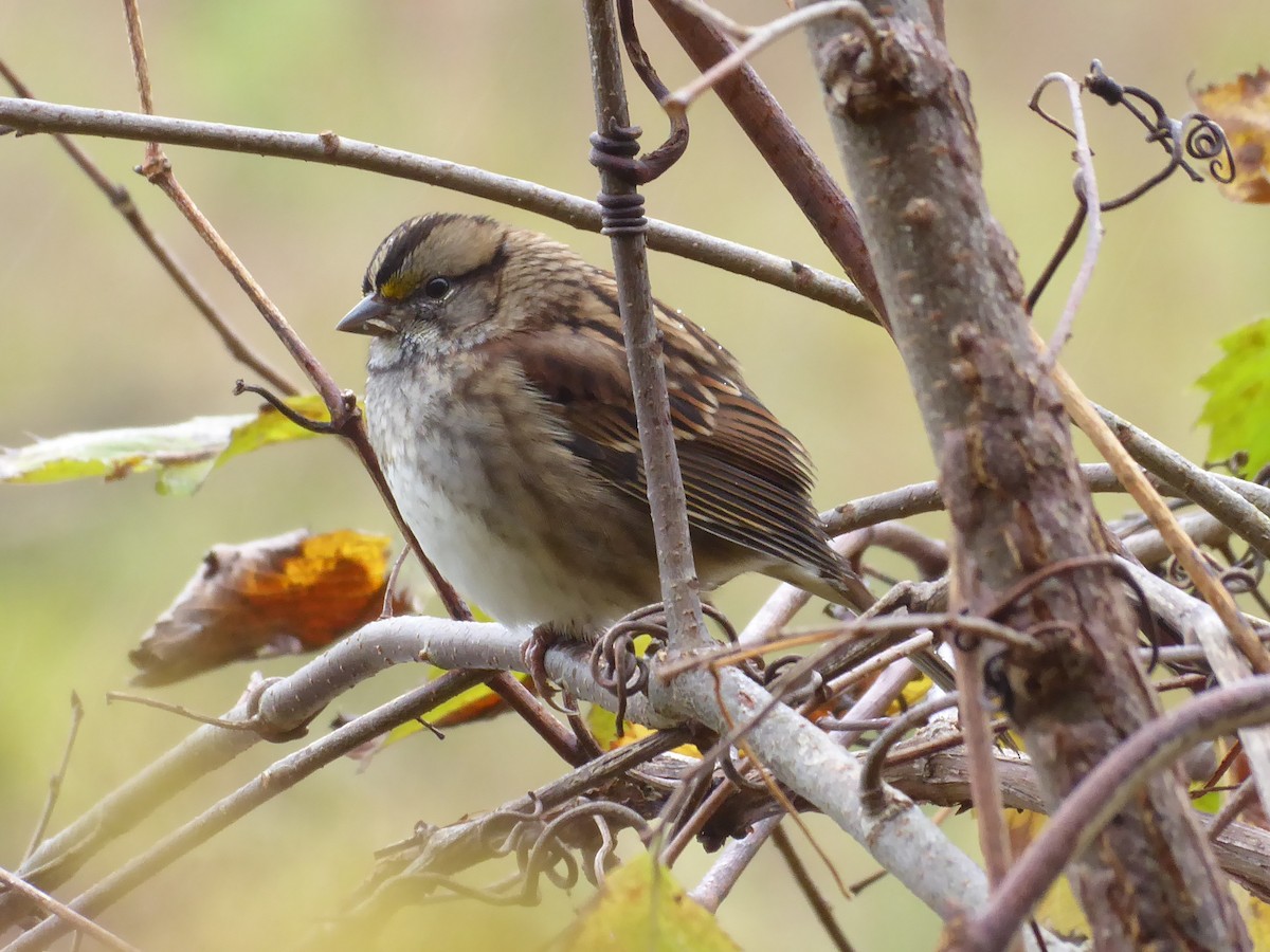 White-throated Sparrow - ML643482485
