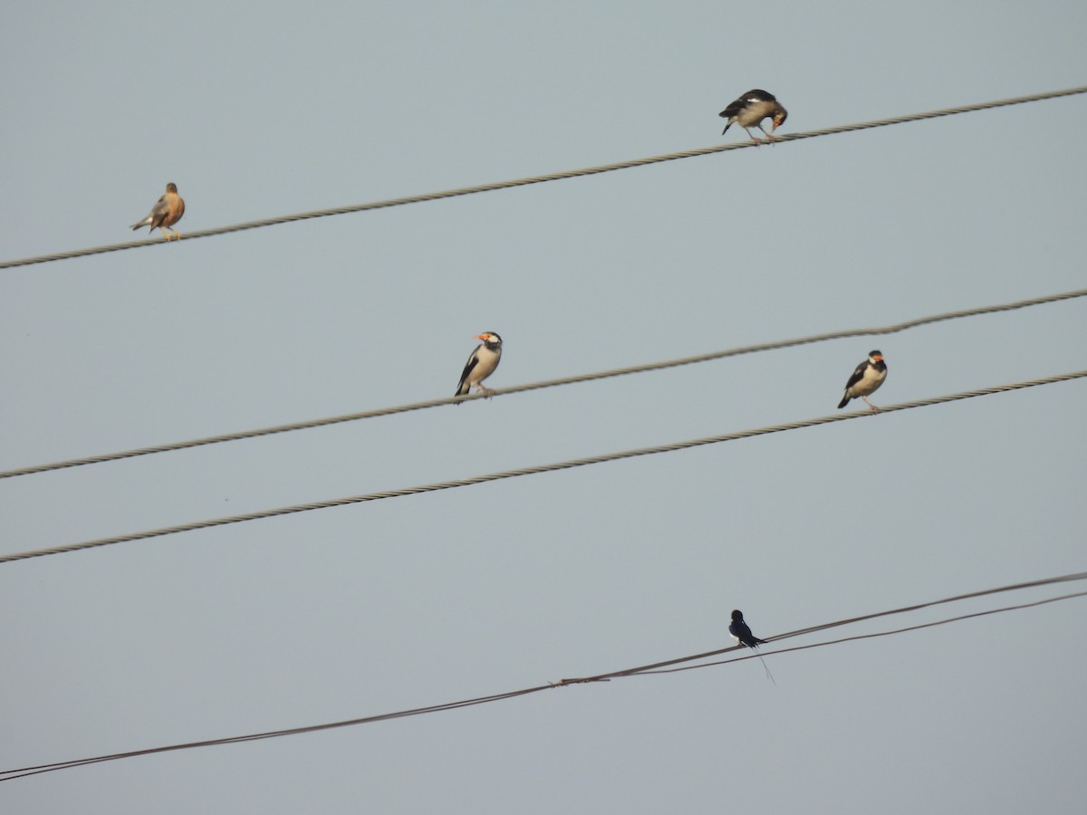 Indian Pied Starling - ML643482486