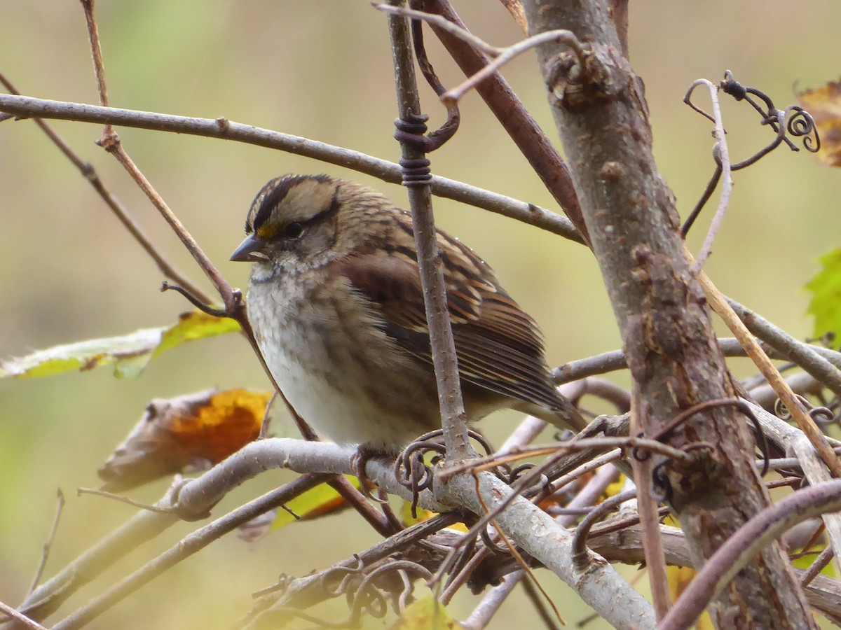 White-throated Sparrow - ML643482489