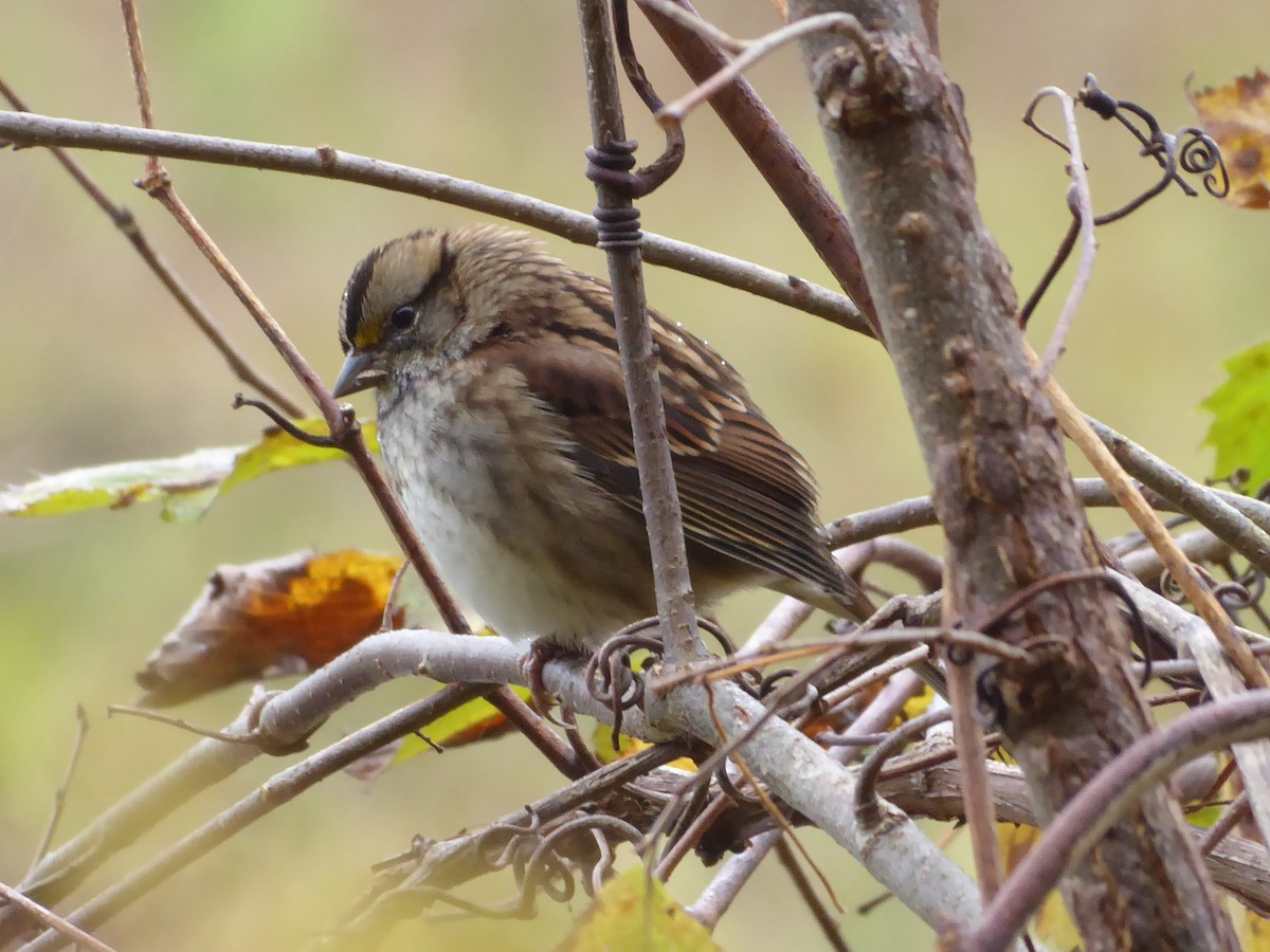 White-throated Sparrow - ML643482494