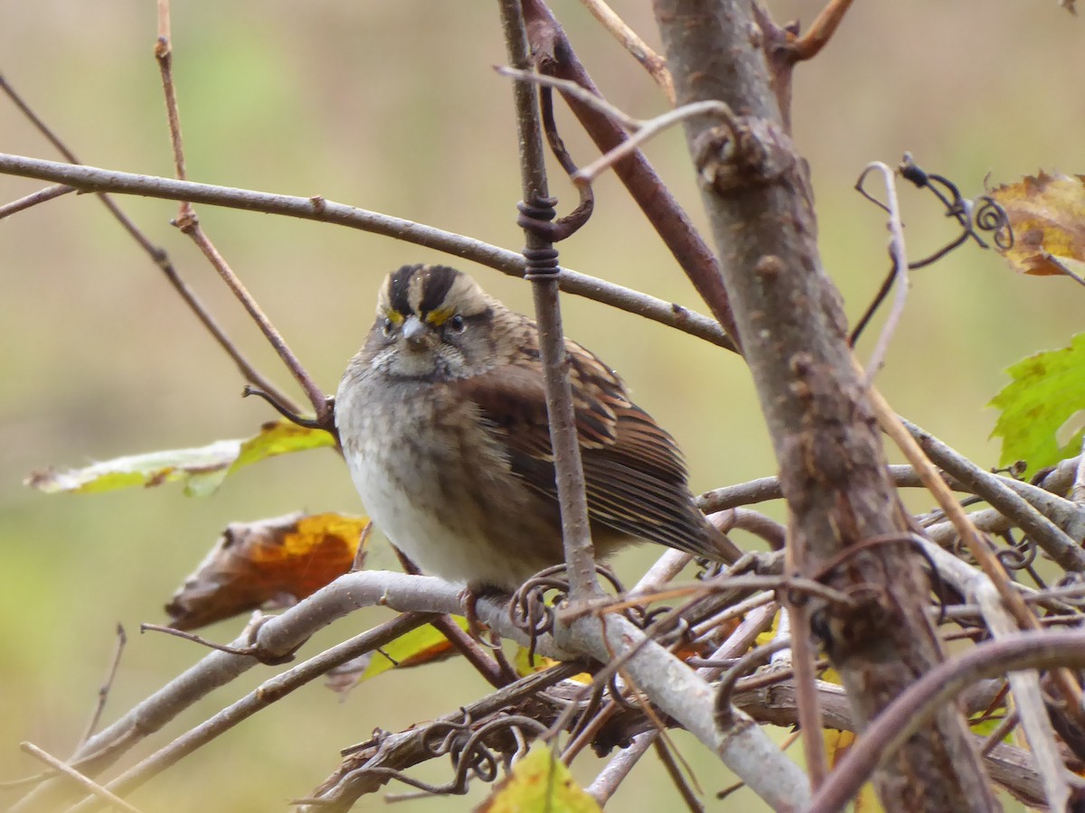 White-throated Sparrow - ML643482502