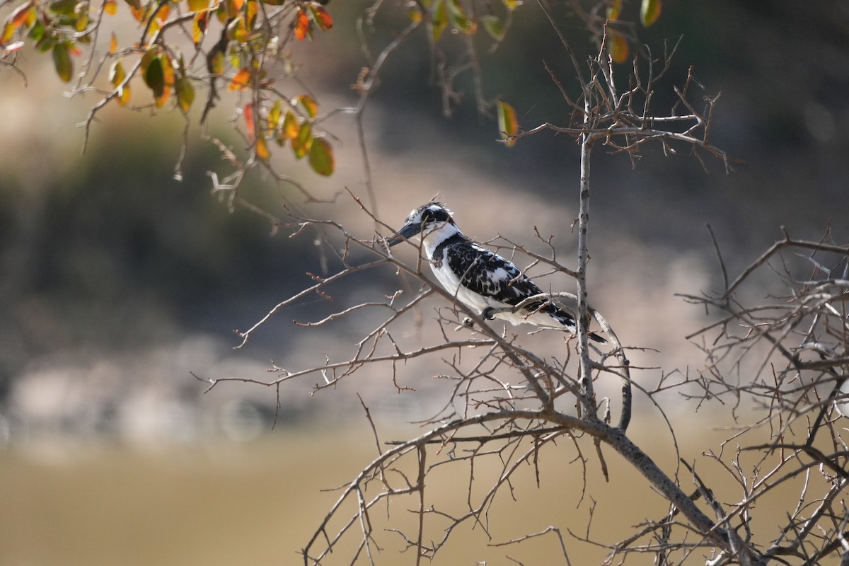 Pied Kingfisher - ML643482512
