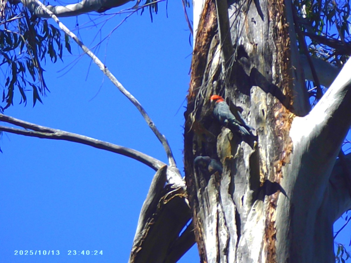 Gang-gang Cockatoo - ML643482528