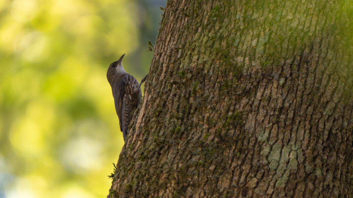 White-throated Treecreeper - ML643482533