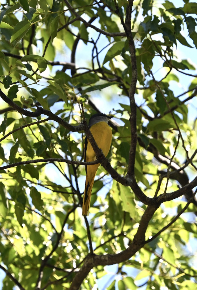 Gray-chinned Minivet - ML643482536