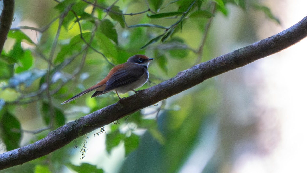 Australian Rufous Fantail - ML643482539