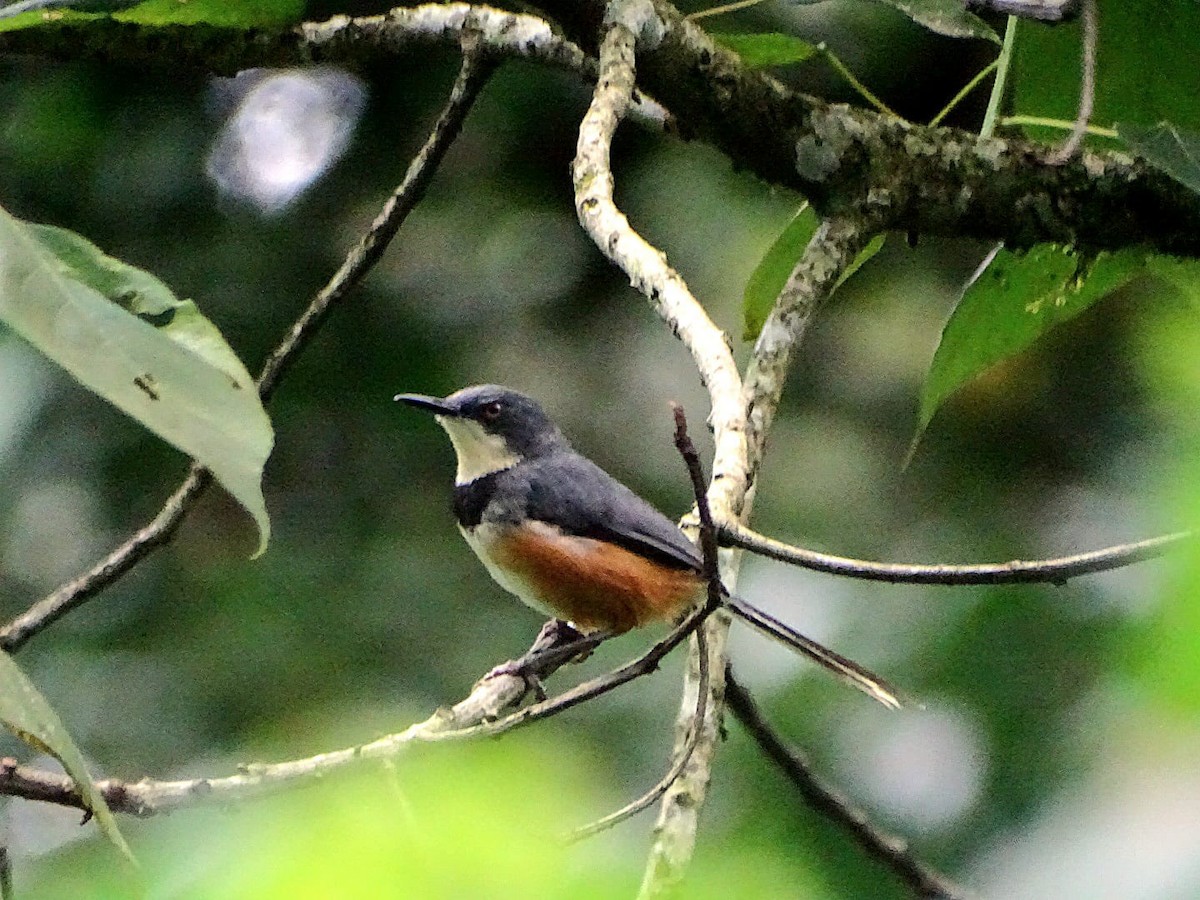 Black-collared Apalis - ML643482544