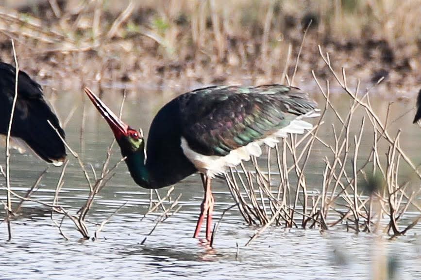 Black Stork - ML643482547