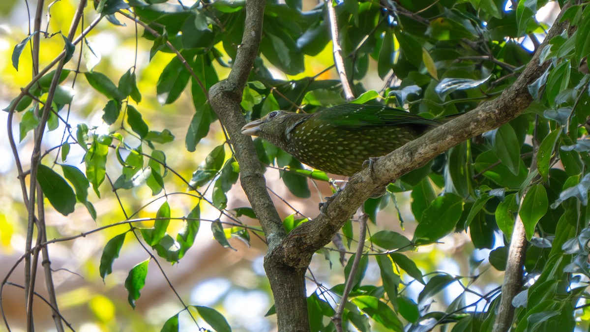Green Catbird - ML643482548