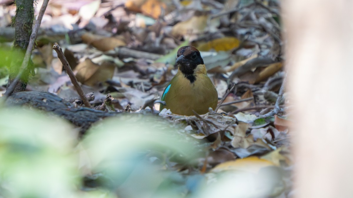 Noisy Pitta - ML643482552