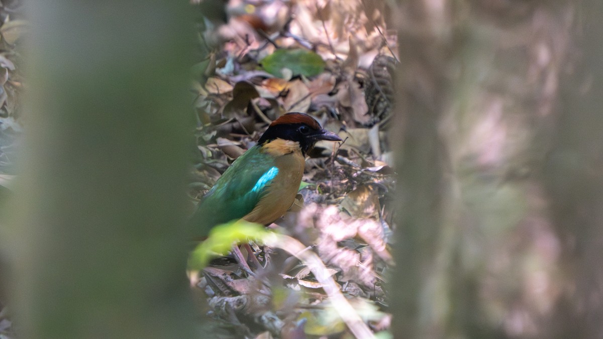 Noisy Pitta - ML643482553