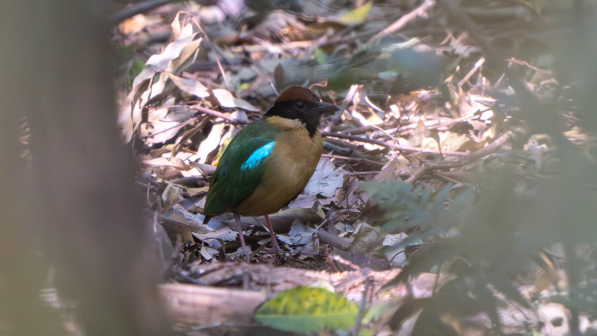 Noisy Pitta - ML643482554