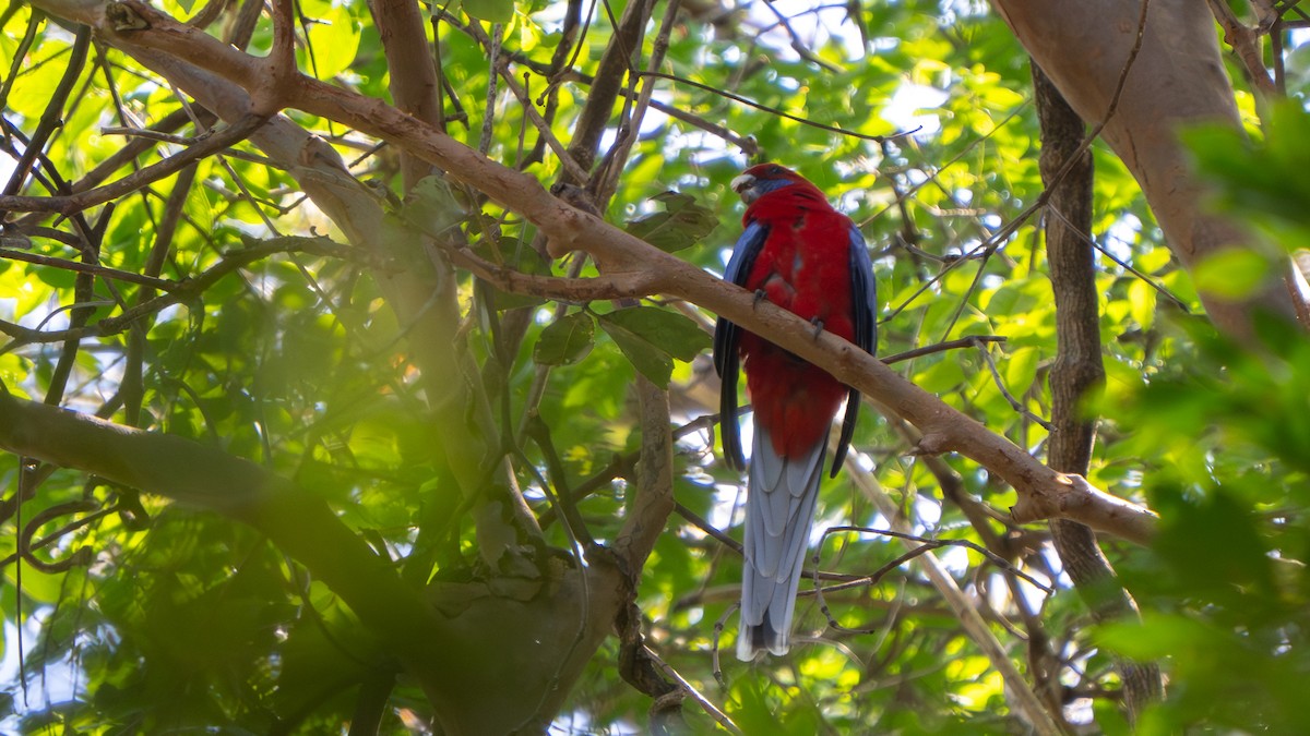 Crimson Rosella - ML643482561