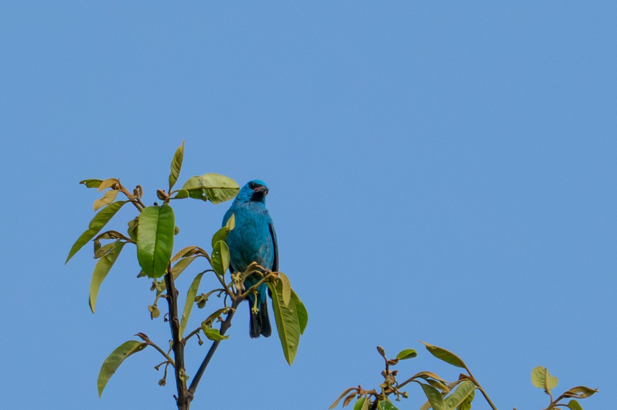 Blue Dacnis - ML643482564
