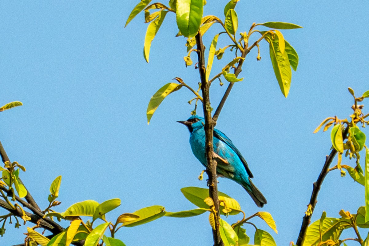 Blue Dacnis - ML643482565