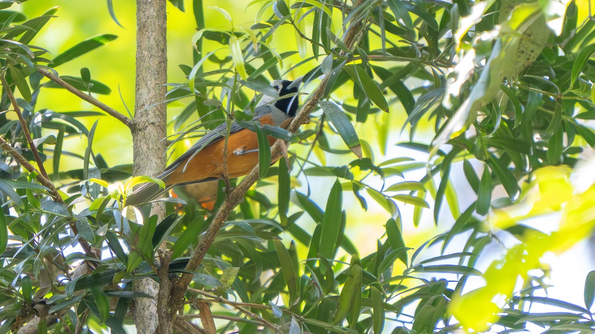 Black-faced Monarch - ML643482566