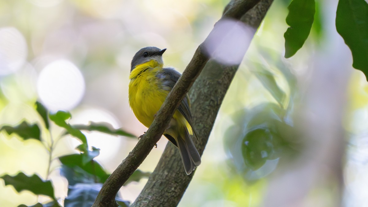 Eastern Yellow Robin - ML643482576