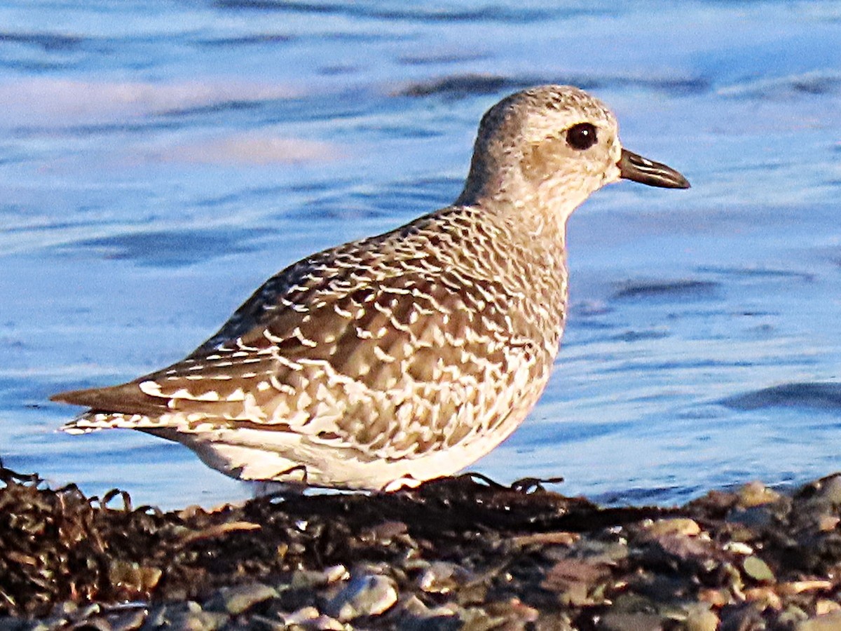 Black-bellied Plover - ML643482577