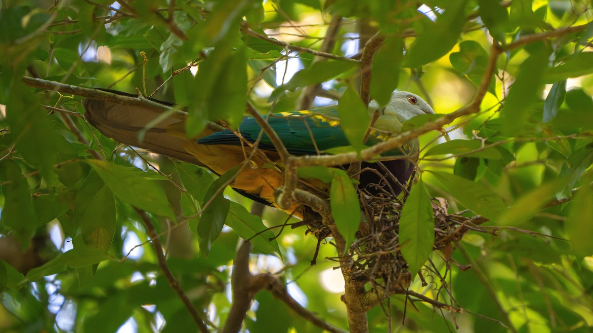 Wompoo Fruit-Dove - ML643482582