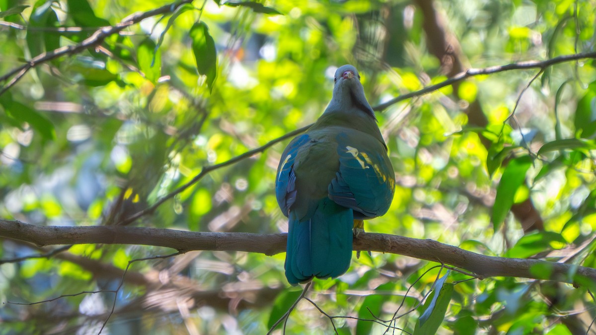 Wompoo Fruit-Dove - ML643482583